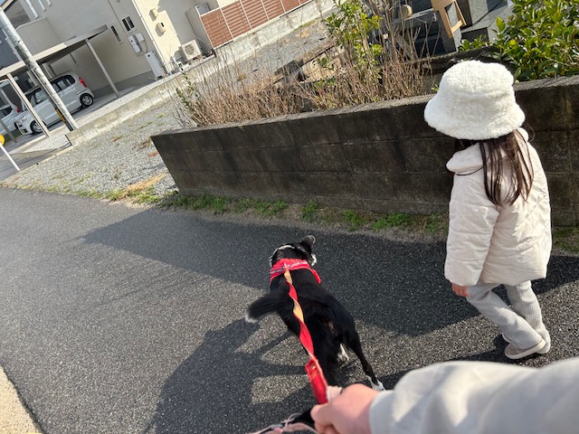 犬の散歩写真